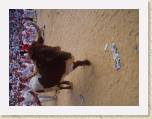 07July05 - Nay, Jenny, Baz, Andy in Spain - Running of Bulls 196 * 2272 x 1704 * (895KB)